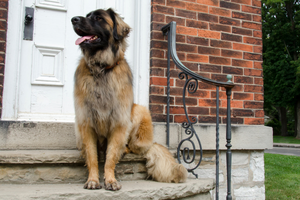 Leonberger
